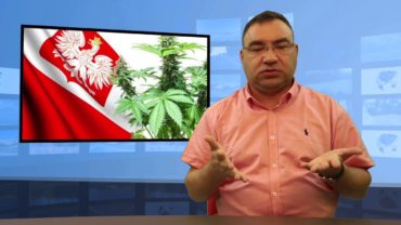 Czy w Polsce marihuana będzie legalna?
