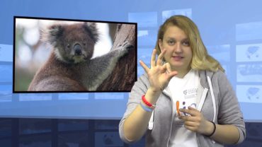 Koale zagrożone wyginięciem