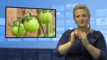 Zielone pomidory – czy można jeść?