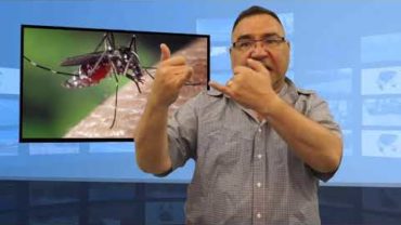 Czy komary przenoszą koronawirusa?