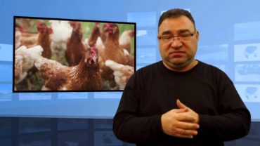 Kurczaki z ptasią grypą w Polsce