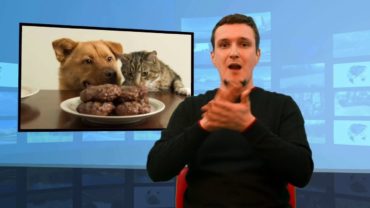 Pies nie powinien jeść czekolady ani kości z kurczaka