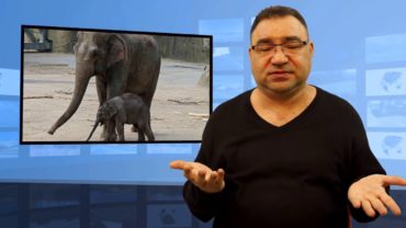 Słoń zabił swojego opiekuna?