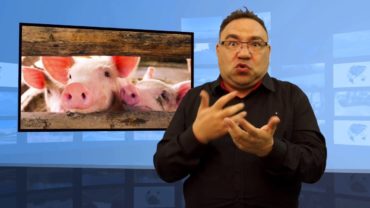 Świnie mogą oddychać tlenem przez odbyt?