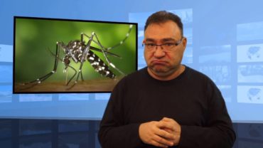 Niebezpieczny komar tygrysi w Niemczech