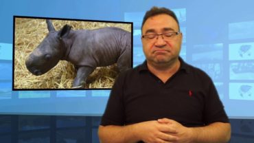 W zoo urodził się nosorożec, ale został uśpiony