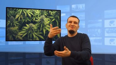 Malta pozwala na uprawianie marihuany