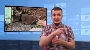 Nowy ssak jadowity w Polsce