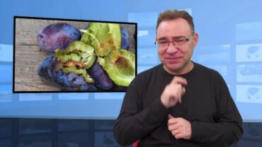 Co się stanie, gdy zjesz robaczywe owoce?