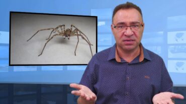 Po Niemczech rozprzestrzenia się egzotyczny pająk