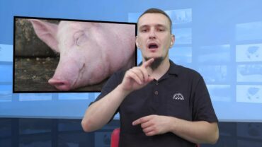 Świnia nie żyła od godziny, ale uratowali narządy