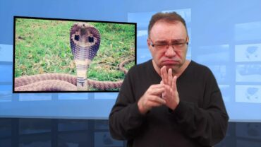  Kobra królewska uciekła z terrarium