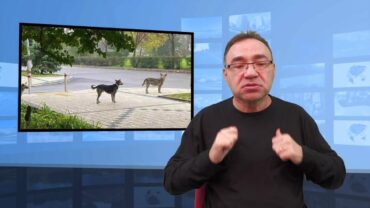 Niezwykłe zachowanie psów w Ukrainie