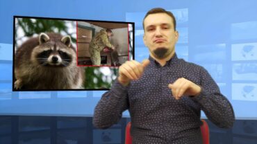  Rosjanie ukradli zwierzę szop pracz z Chersonia