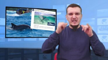 Delfiny muszą „krzyczeć” pod wodą – dlaczego?