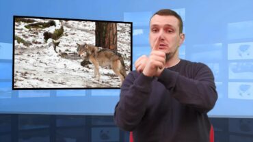 Szwecja – jest zgoda na polowanie na wilki