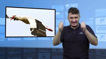 Bociany mają nadajniki – gdzie poleciały?