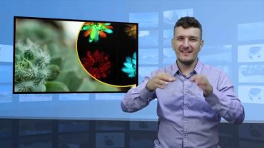 Chiny – rośliny domowe, które świecą w ciemności?