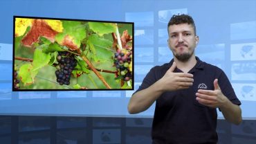 Hiszpania – mniejsze zbiory winogron