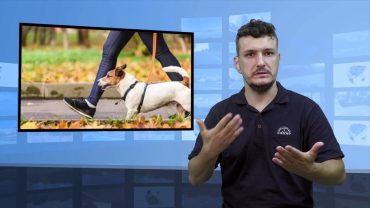 Jesień – jak dobrze opiekować się psem?