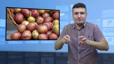 Kolorowe ziemniaki z Siedlec – są zdrowe