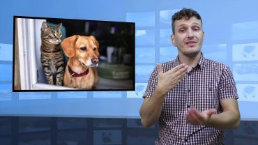 Psy i koty wiedzą, kiedy wracasz do domu – skąd?