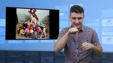 Psy potrafią myśleć i dużo rozumieją
