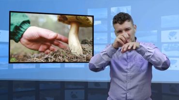 Robaki w grzybach – wyrzucić czy nie?