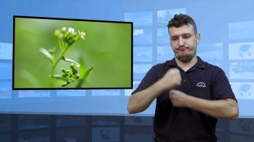 Rośliny wiedzą, kiedy kwitnąć – skąd?