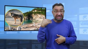 Wilk rzucił się na plaży na 5-letnią dziewczynkę